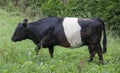 Belted Galloway Cow Royalty Free Stock Photo