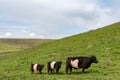 A belted galloway cow with her two calves Royalty Free Stock Photo