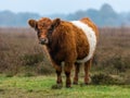 Belted Galloway cow on the moor Royalty Free Stock Photo