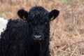 Belted Galloway cow on moorland Royalty Free Stock Photo