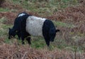 Belted Galloway cow on moorland Royalty Free Stock Photo