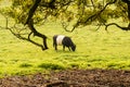 Belted Galloway cow under tree