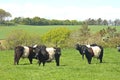 Belted Galloway Cows Royalty Free Stock Photo
