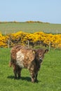 Belted Galloway Cows Royalty Free Stock Photo