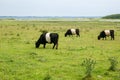 Belted Galloway cattle