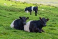 Belted Galloway Cows resting above Settle