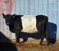 The Belted Galloway is a heritage beef breed of cattle originating from Galloway Royalty Free Stock Photo