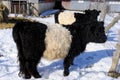 The Belted Galloway is a heritage beef breed of cattle originating from Galloway Royalty Free Stock Photo