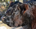 The Belted Galloway is a heritage beef breed of cattle originating from Galloway Royalty Free Stock Photo