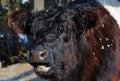 The Belted Galloway is a heritage beef breed of cattle originating from Galloway Royalty Free Stock Photo