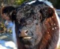 The Belted Galloway is a heritage beef breed of cattle originating from Galloway Royalty Free Stock Photo