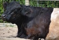 The Belted Galloway is a heritage beef breed of cattle originating from Galloway Royalty Free Stock Photo