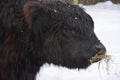 The Belted Galloway is a heritage beef breed of cattle originating from Galloway Royalty Free Stock Photo