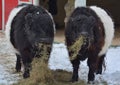 The Belted Galloway is a heritage beef breed of cattle originating from Galloway in South West Scotland, Royalty Free Stock Photo