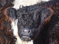 The Belted Galloway is a heritage beef breed of cattle originating from Galloway Royalty Free Stock Photo