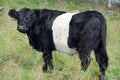 The Belted Galloway Royalty Free Stock Photo