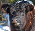 The Belted Galloway is a heritage beef breed of cattle originating from Galloway Royalty Free Stock Photo