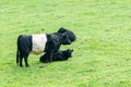 Belted Galloway in meadow with calf