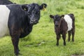 Belted Galloway Mum and Calf Facing Camera Royalty Free Stock Photo