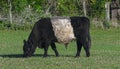 Belted Galloway is a traditional Scottish breed of beef cattle. It derives from the Galloway cattle of the Galloway region of Royalty Free Stock Photo