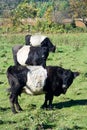 Belted Galloways Royalty Free Stock Photo