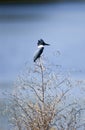 Belted Kingfisher