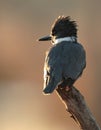 Belted Kingfisher Royalty Free Stock Photo