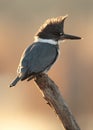 Belted Kingfisher Royalty Free Stock Photo