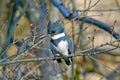 Belted Kingfisher