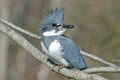 Belted Kingfisher