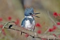 Belted Kingfisher