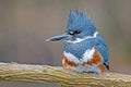 Belted Kingfisher