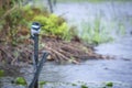 A belted kingfisher bird in the Florida everglades in the rain Royalty Free Stock Photo