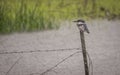 A belted kingfisher bird in the Florida everglades a rain storm Royalty Free Stock Photo