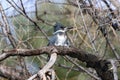 Belted Kingfisher bird with Spring winds ruffling its feathers Royalty Free Stock Photo