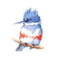 Belted Kingfisher Bird Watercolor Illustration Hand Drawn