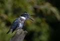 A Belted Kingfisher calling from atop a post in Canada Royalty Free Stock Photo