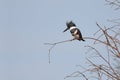 Belted Kingfisher (Ceryle alcyon)