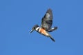 Belted Kingfisher (Ceryle alcyon) Royalty Free Stock Photo