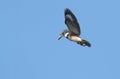 Belted Kingfisher (Ceryle alcyon)