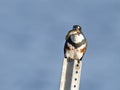 Belted Kingfisher with Fish Royalty Free Stock Photo