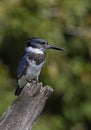 A Belted Kingfisher fishing from atop a post in Canada Royalty Free Stock Photo