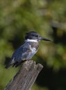 A Belted Kingfisher fishing from atop a post in Canada Royalty Free Stock Photo