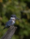 A Belted Kingfisher fishing from atop a post in Canada