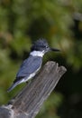 A Belted Kingfisher fishing from atop a post in Canada Royalty Free Stock Photo