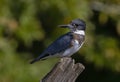 A Belted Kingfisher fishing from atop a post in Canada Royalty Free Stock Photo