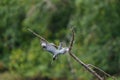 Belted kingfisher fishing from tree branch. Royalty Free Stock Photo