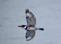 Belted Kingfisher in Flight