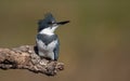 A Belted Kingfisher in Florida Royalty Free Stock Photo