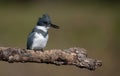 A Belted Kingfisher in Florida Royalty Free Stock Photo